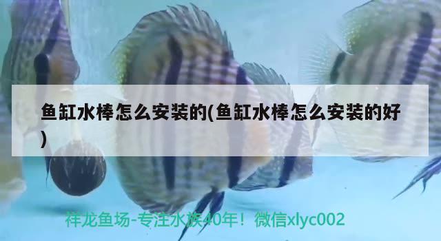 廣州魚缸批發(fā)市場沒在家造浪開兩天啦 超血紅龍魚 第3張