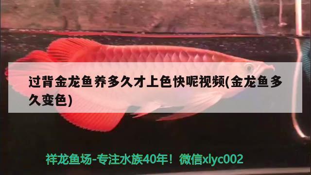 過(guò)背金龍魚(yú)養(yǎng)多久才上色快呢視頻(金龍魚(yú)多久變色) 過(guò)背金龍魚(yú)