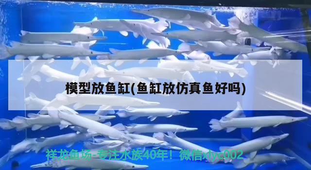 模型放魚缸(魚缸放仿真魚好嗎)