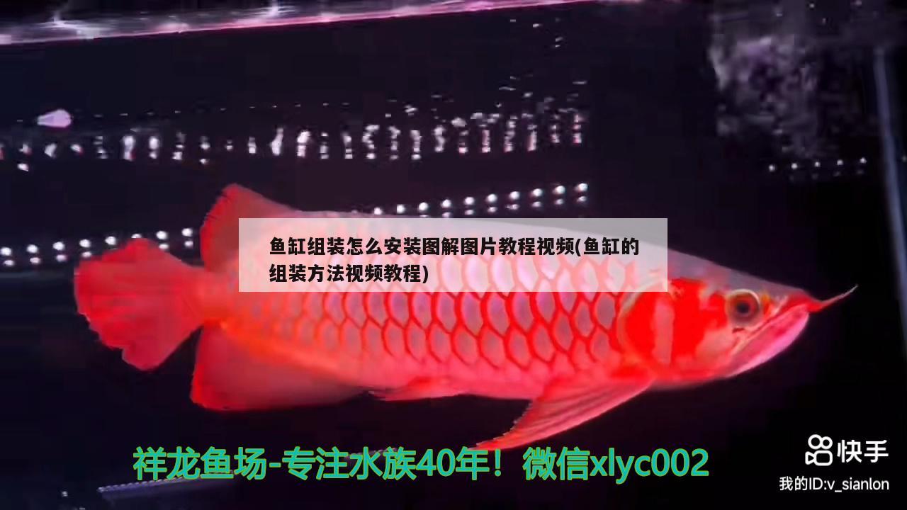 魚缸組裝怎么安裝圖解圖片教程視頻(魚缸的組裝方法視頻教程) 生態(tài)瓶/創(chuàng)意缸/桌面微景缸