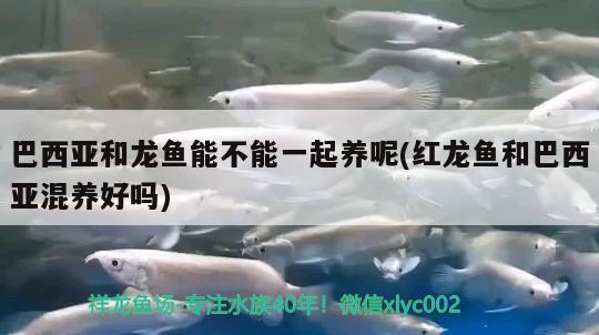 巴西亞和龍魚能不能一起養(yǎng)呢(紅龍魚和巴西亞混養(yǎng)好嗎)