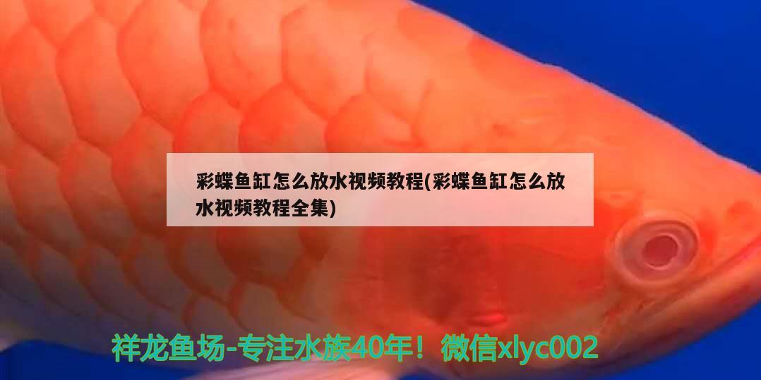 彩蝶魚缸怎么放水視頻教程(彩蝶魚缸怎么放水視頻教程全集) 麥肯斯銀版魚