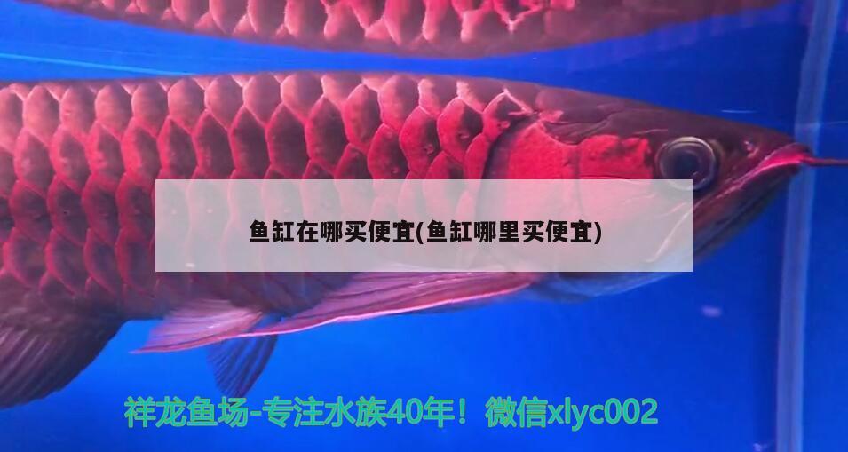 魚(yú)缸在哪買便宜(魚(yú)缸哪里買便宜) 水族世界