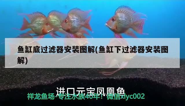 魚缸底過濾器安裝圖解(魚缸下過濾器安裝圖解) 進口元寶鳳凰魚