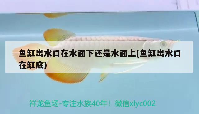 魚缸出水口在水面下還是水面上(魚缸出水口在缸底) 稀有紅龍品種