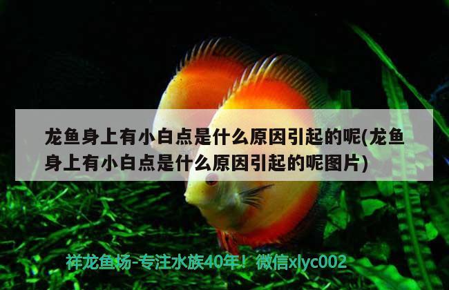 龍魚(yú)身上有小白點(diǎn)是什么原因引起的呢(龍魚(yú)身上有小白點(diǎn)是什么原因引起的呢圖片)