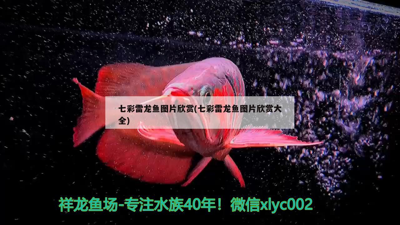 七彩雷龍魚圖片欣賞(七彩雷龍魚圖片欣賞大全)