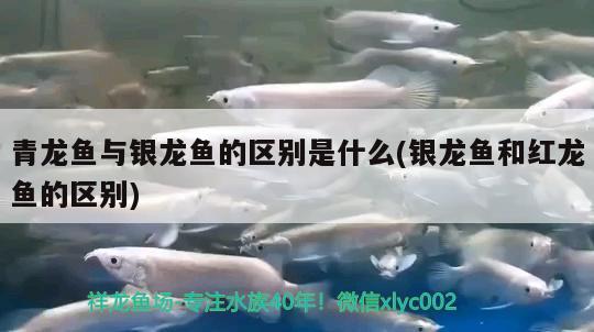 青龍魚與銀龍魚的區(qū)別是什么(銀龍魚和紅龍魚的區(qū)別) 青龍魚