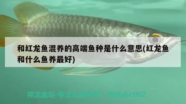 和紅龍魚混養(yǎng)的高端魚種是什么意思(紅龍魚和什么魚養(yǎng)最好)