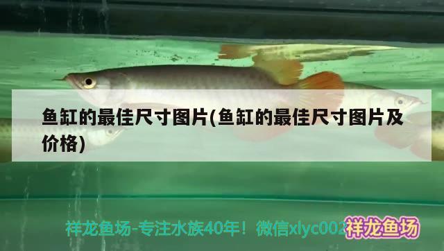 魚缸的最佳尺寸圖片(魚缸的最佳尺寸圖片及價格)