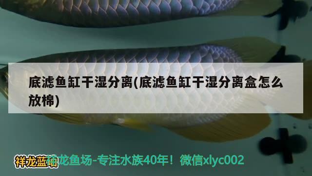 底濾魚缸干濕分離(底濾魚缸干濕分離盒怎么放棉)