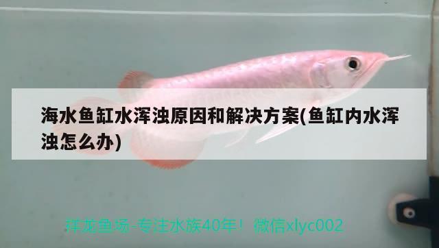 海水魚缸水渾濁原因和解決方案(魚缸內(nèi)水渾濁怎么辦)