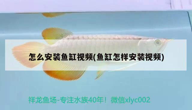 怎么安裝魚缸視頻(魚缸怎樣安裝視頻) 白子黑帝王魟魚