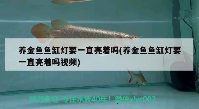 養(yǎng)金魚魚缸燈要一直亮著嗎(養(yǎng)金魚魚缸燈要一直亮著嗎視頻) 廣州祥龍國際水族貿(mào)易