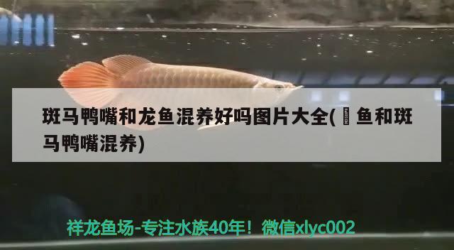 斑馬鴨嘴和龍魚混養(yǎng)好嗎圖片大全(魟魚和斑馬鴨嘴混養(yǎng)) 斑馬鴨嘴魚