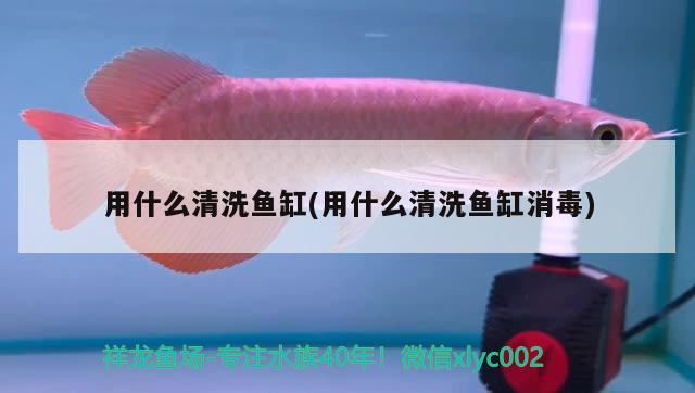 用什么清洗魚缸(用什么清洗魚缸消毒)