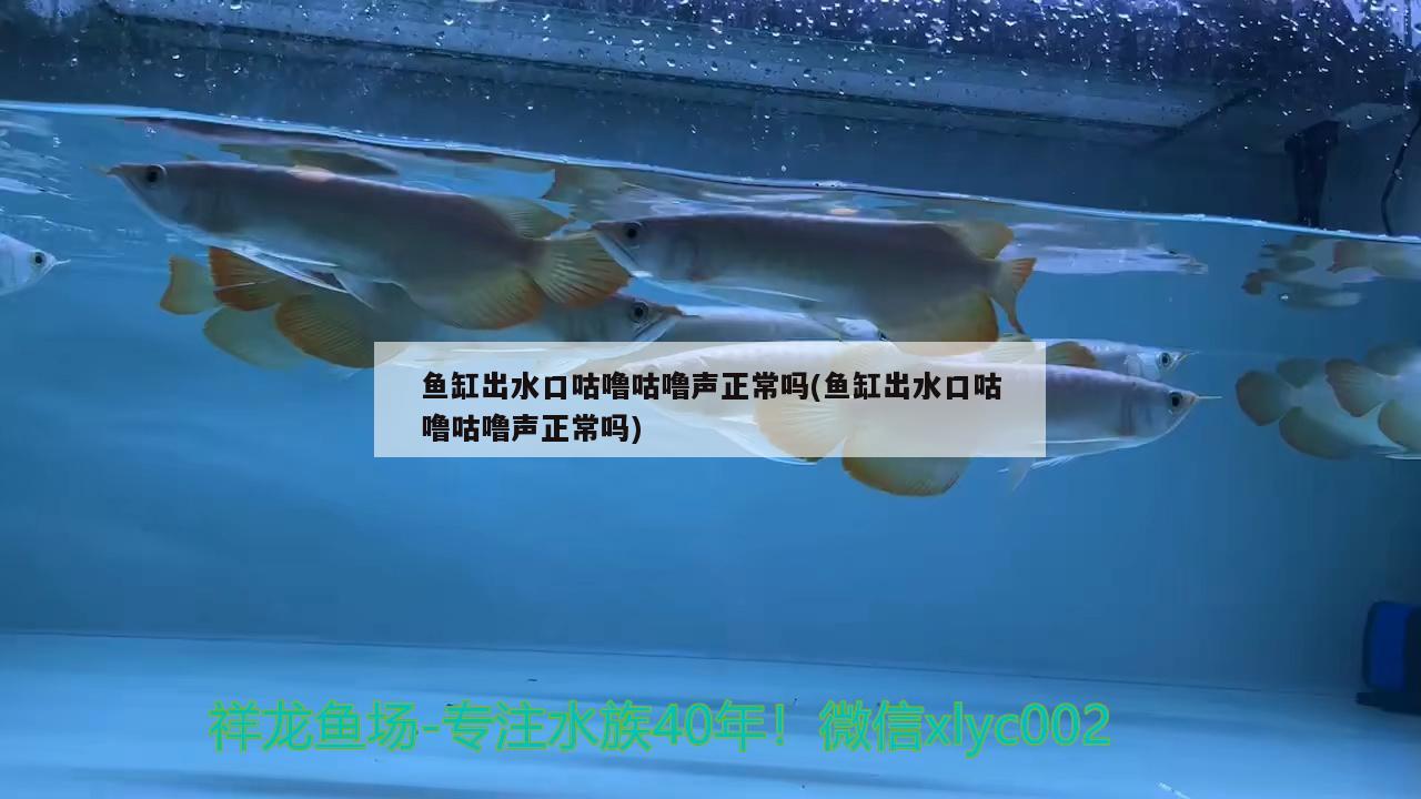 魚缸出水口咕嚕咕嚕聲正常嗎(魚缸出水口咕嚕咕嚕聲正常嗎) 印尼小紅龍