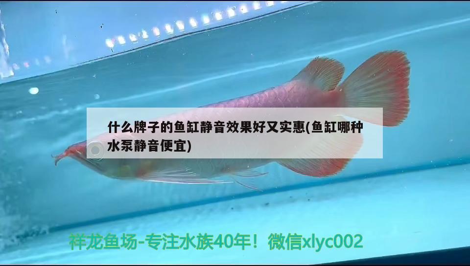 什么牌子的魚缸靜音效果好又實惠(魚缸哪種水泵靜音便宜)