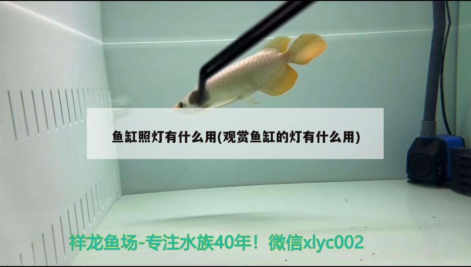 魚(yú)缸照燈有什么用(觀賞魚(yú)缸的燈有什么用) 金三間魚(yú)