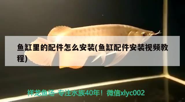 魚(yú)缸里的配件怎么安裝(魚(yú)缸配件安裝視頻教程) 廣州水族器材濾材批發(fā)市場(chǎng)