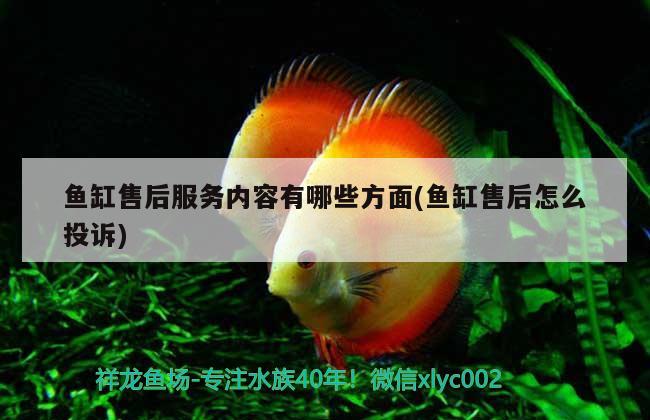 魚缸售后服務(wù)內(nèi)容有哪些方面(魚缸售后怎么投訴) 黑帝王魟魚