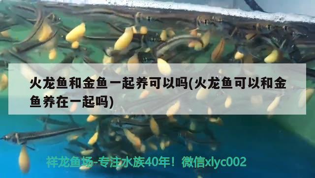 火龍魚和金魚一起養(yǎng)可以嗎(火龍魚可以和金魚養(yǎng)在一起嗎) 觀賞魚市場（混養(yǎng)魚）