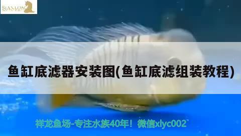 魚缸底濾器安裝圖(魚缸底濾組裝教程) 賽級紅龍魚