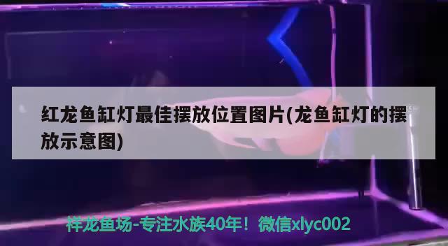 紅龍魚(yú)缸燈最佳擺放位置圖片(龍魚(yú)缸燈的擺放示意圖)