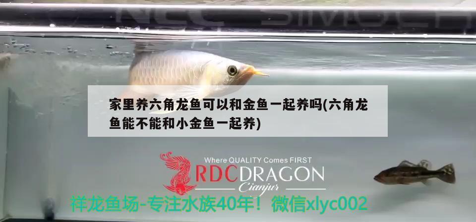 家里養(yǎng)六角龍魚可以和金魚一起養(yǎng)嗎(六角龍魚能不能和小金魚一起養(yǎng)) 白子銀版魚