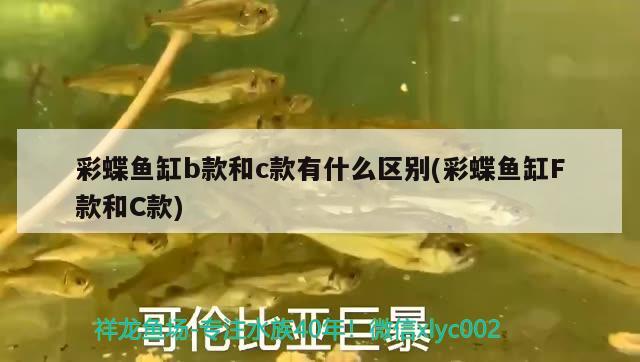 海麗雅魚缸怎么樣(海利亞魚缸怎么樣)