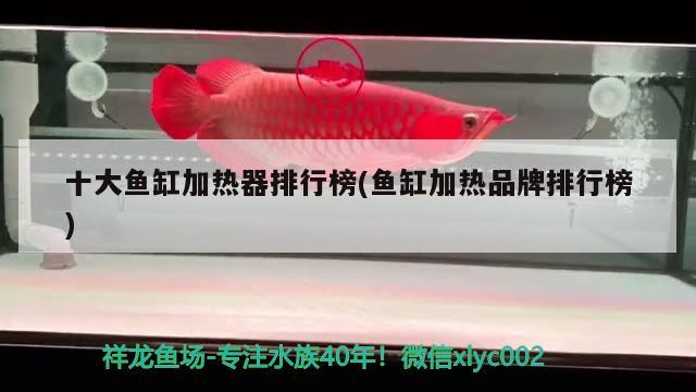 十大魚(yú)缸加熱器排行榜(魚(yú)缸加熱品牌排行榜) 古典過(guò)背金龍魚(yú)