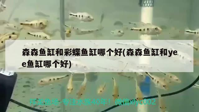 森森魚缸和彩蝶魚缸哪個好(森森魚缸和yee魚缸哪個好)