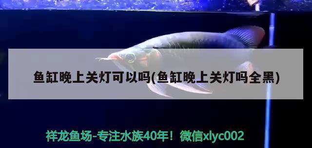 魚缸晚上關(guān)燈可以嗎(魚缸晚上關(guān)燈嗎全黑) 斑馬鴨嘴魚