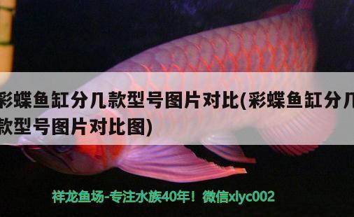 水培魚(yú)缸為什么一周就臟了？如何解決水培魚(yú)缸臟污問(wèn)題？，為什么水培魚(yú)缸一周就臟了？如何解決水培魚(yú)缸臟污問(wèn)題？ 和尚魚(yú) 第1張