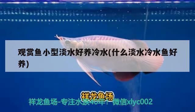 觀賞魚小型淡水好養(yǎng)冷水(什么淡水冷水魚好養(yǎng))