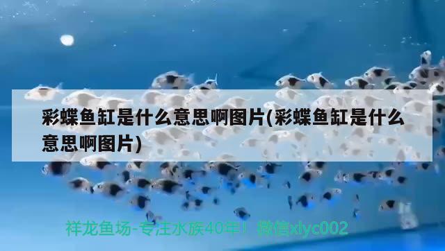 龍魚老是撞缸蓋怎么回事兒（六角龍魚夏天怎么降溫） 廣州水族批發(fā)市場 第2張