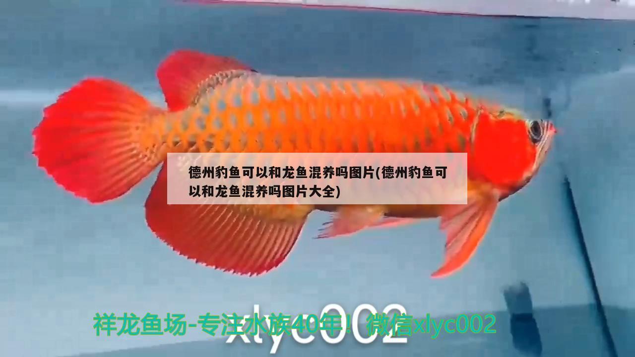 德州豹魚(yú)可以和龍魚(yú)混養(yǎng)嗎圖片(德州豹魚(yú)可以和龍魚(yú)混養(yǎng)嗎圖片大全) 藍(lán)底過(guò)背金龍魚(yú)