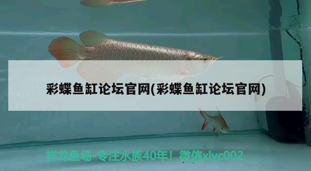 彩蝶魚(yú)缸論壇官網(wǎng)(彩蝶魚(yú)缸論壇官網(wǎng)) 蘇虎