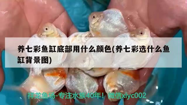 養(yǎng)七彩魚缸底部用什么顏色(養(yǎng)七彩選什么魚缸背景圖)