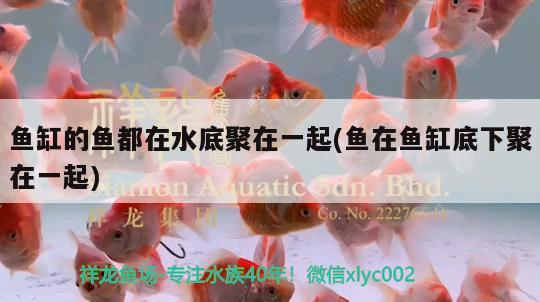 魚缸的魚都在水底聚在一起(魚在魚缸底下聚在一起)