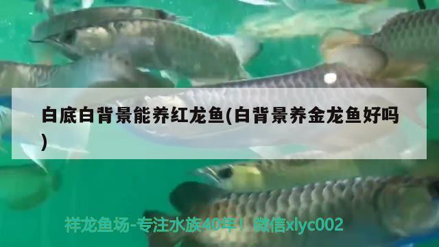 白底白背景能養(yǎng)紅龍魚(yú)(白背景養(yǎng)金龍魚(yú)好嗎) PH調(diào)節(jié)劑