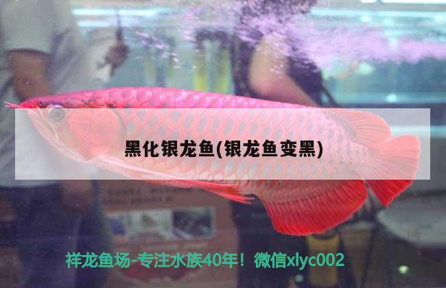 魚缸的消毒水（魚缸消毒水多久用一次）