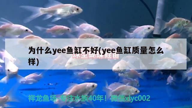 為什么yee魚缸不好(yee魚缸質(zhì)量怎么樣) yee