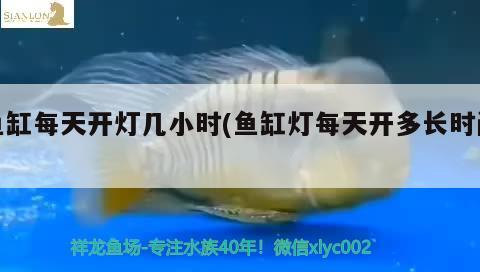 魚(yú)缸每天開(kāi)燈幾小時(shí)(魚(yú)缸燈每天開(kāi)多長(zhǎng)時(shí)間) 龍鳳鯉魚(yú)