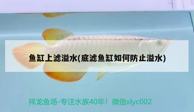 魚缸上濾溢水(底濾魚缸如何防止溢水) 魚缸水質(zhì)穩(wěn)定劑