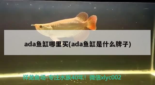 ada魚缸哪里買(ada魚缸是什么牌子) 稀有金龍魚