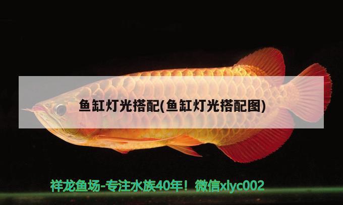 魚(yú)缸燈光搭配(魚(yú)缸燈光搭配圖)