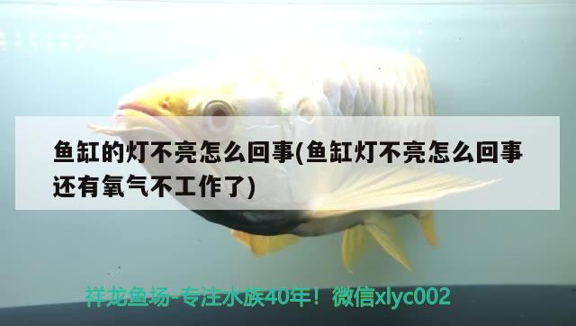 海西蒙古族藏族自治州觀賞魚市場小小生態(tài)