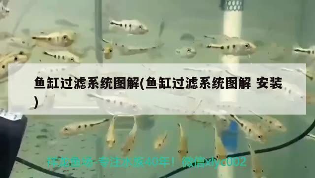 懸浮魚缸造景效果圖片大全(懸浮魚缸制作方法) 印尼四紋虎 第1張