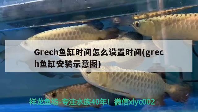 Grech魚缸時間怎么設(shè)置時間(grech魚缸安裝示意圖) 白子紅龍魚